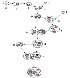 Endosymbiosis.PNG